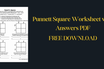 Punnett Square Worksheet with Answers PDF (1)