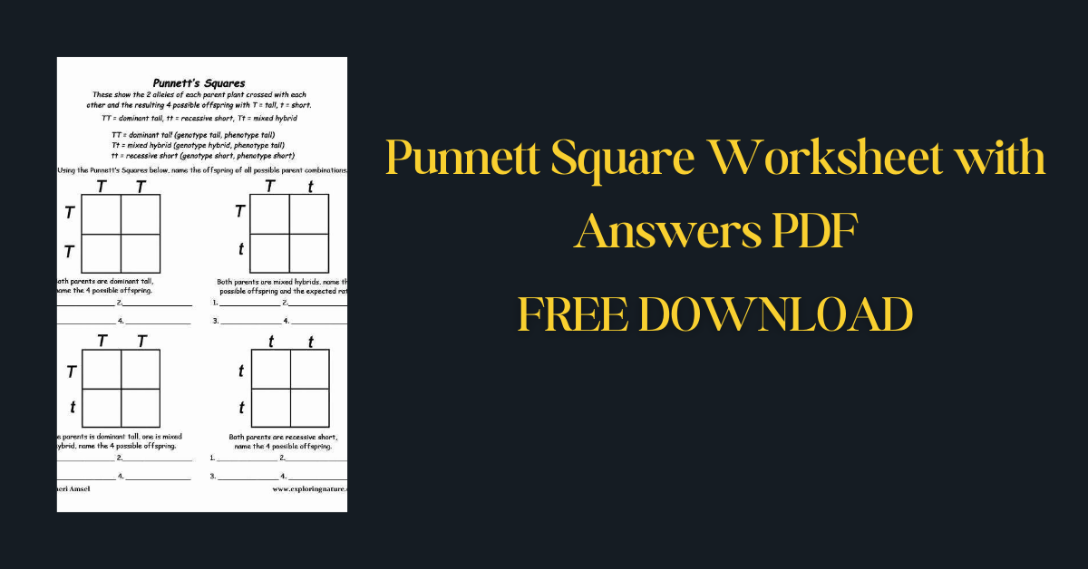 Punnett Square Worksheet with Answers PDF (1)